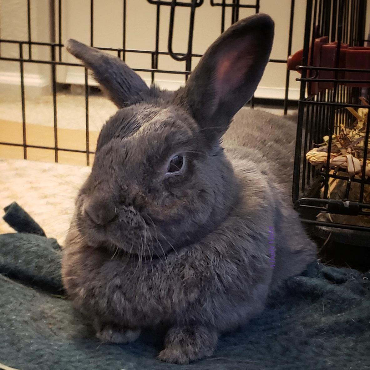 Small grey rabbit in sphinx pose looking regal. Photographed from the front so the light is catching her whiskers a little.