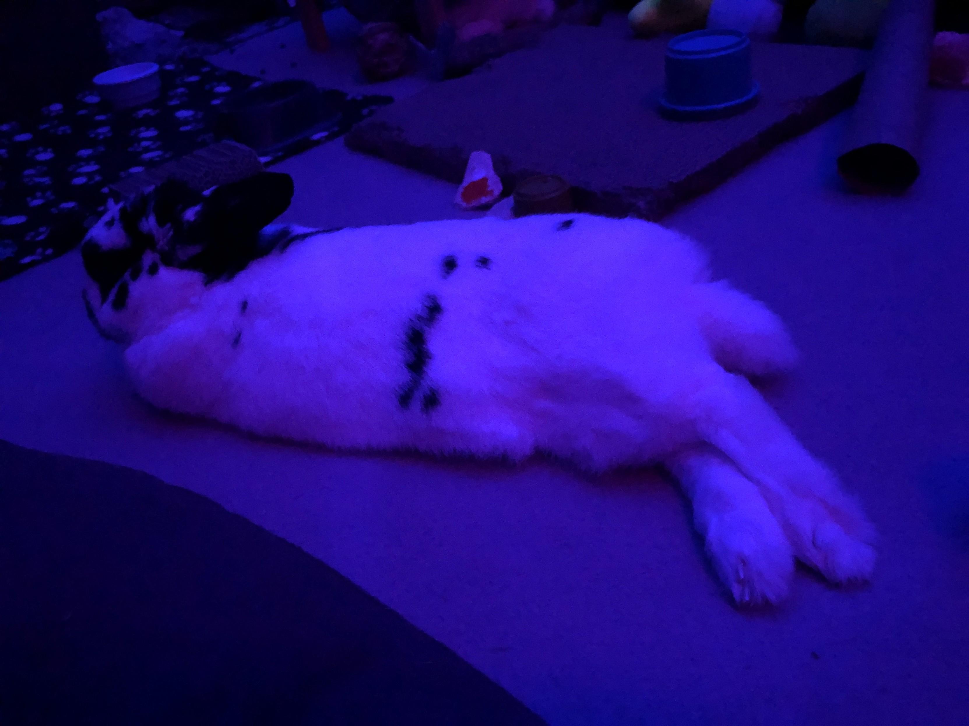 Purple light makes the small Netherlands dwarf rabbit glow purply pink.
Her paws are lightly crossed/