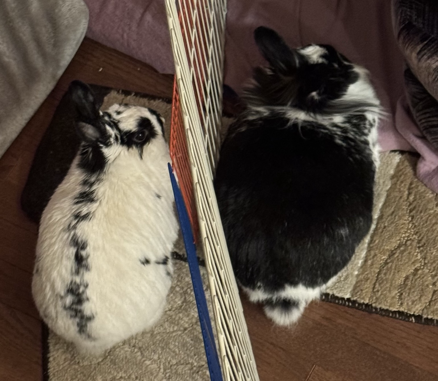Two buns, separated by a fence for safety and health, lie close to each other, enjoying each other’s company and mirroring each other’s body language