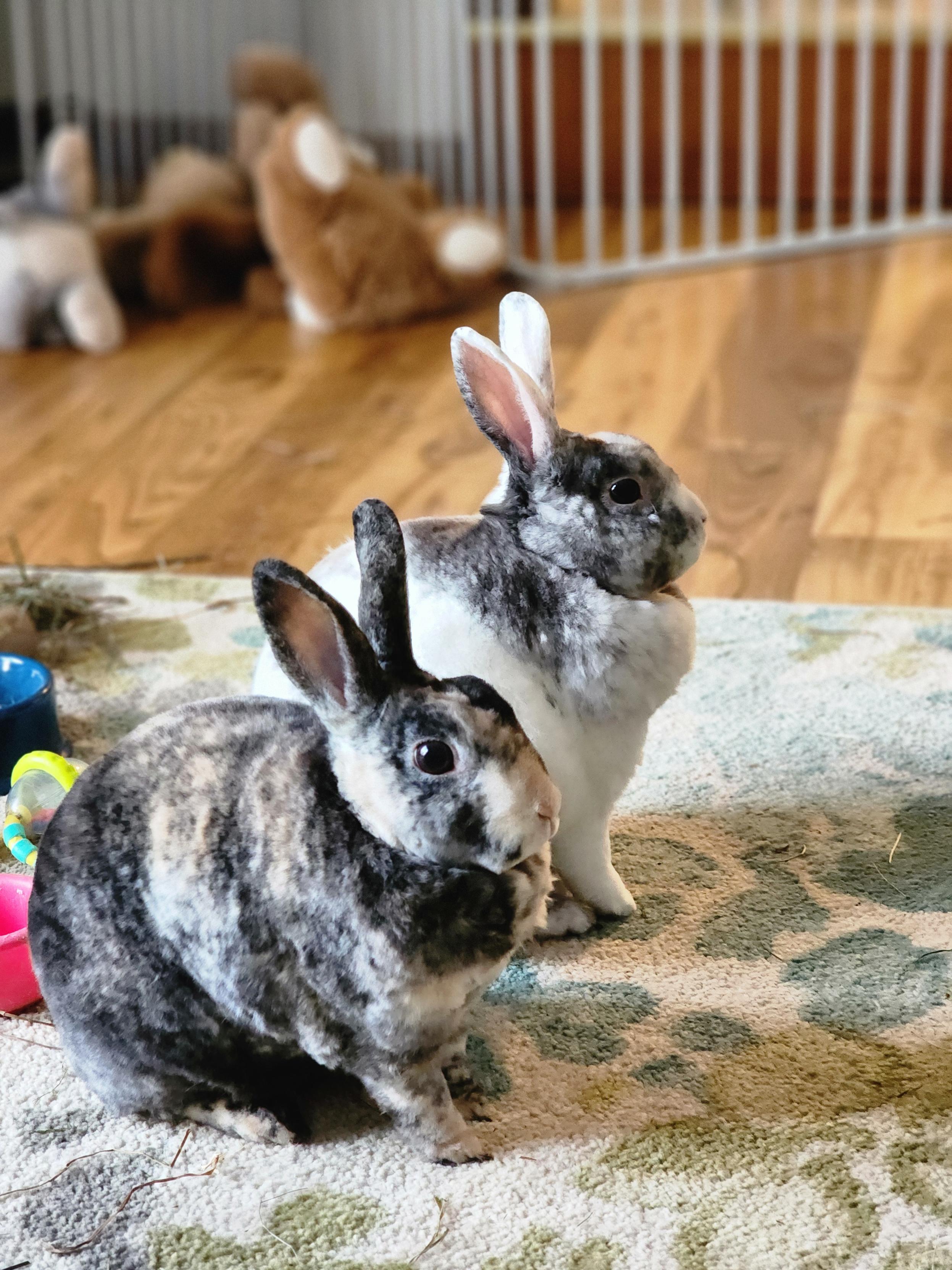 Two houserabbits patiently waiting for their greens. If I don't get the greens soon, they will become very impatient.