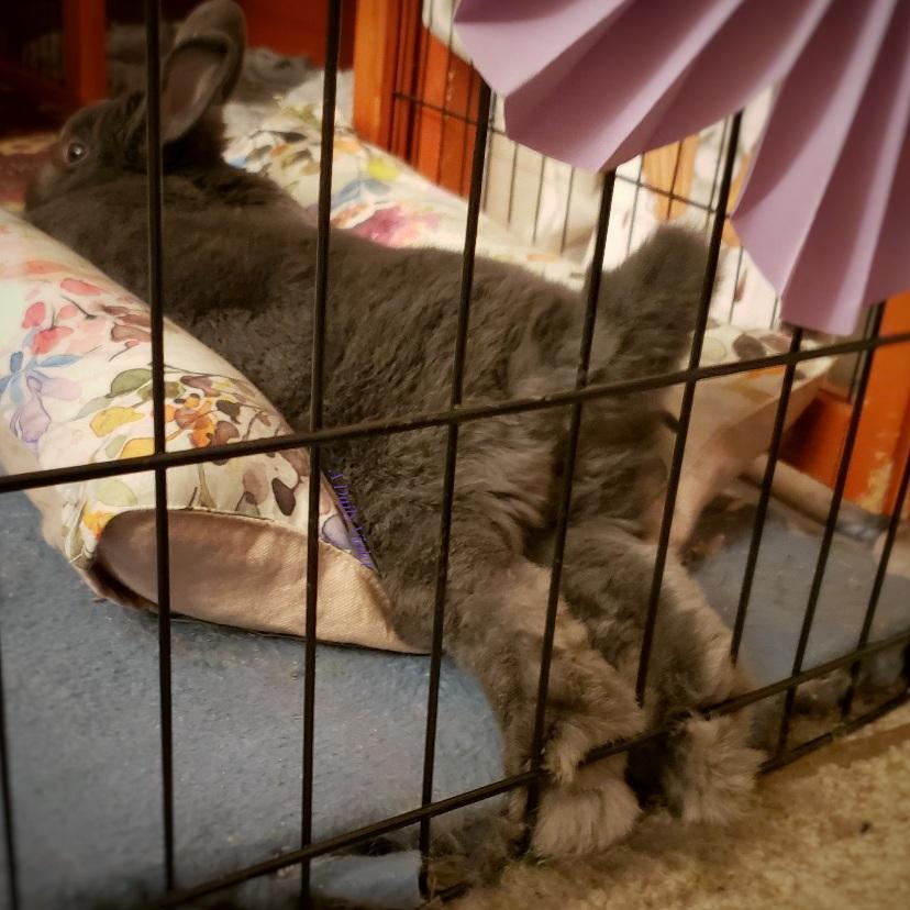 Small grey rabbit stretched out in her cushioned bed with her back feet poking through her enclosure fence.