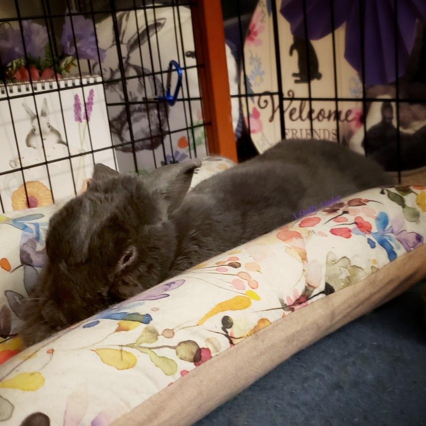 Small grey rabbit stretched out in her cushioned bed. She is in the process of lifting her head prior to getting up and hopping away.