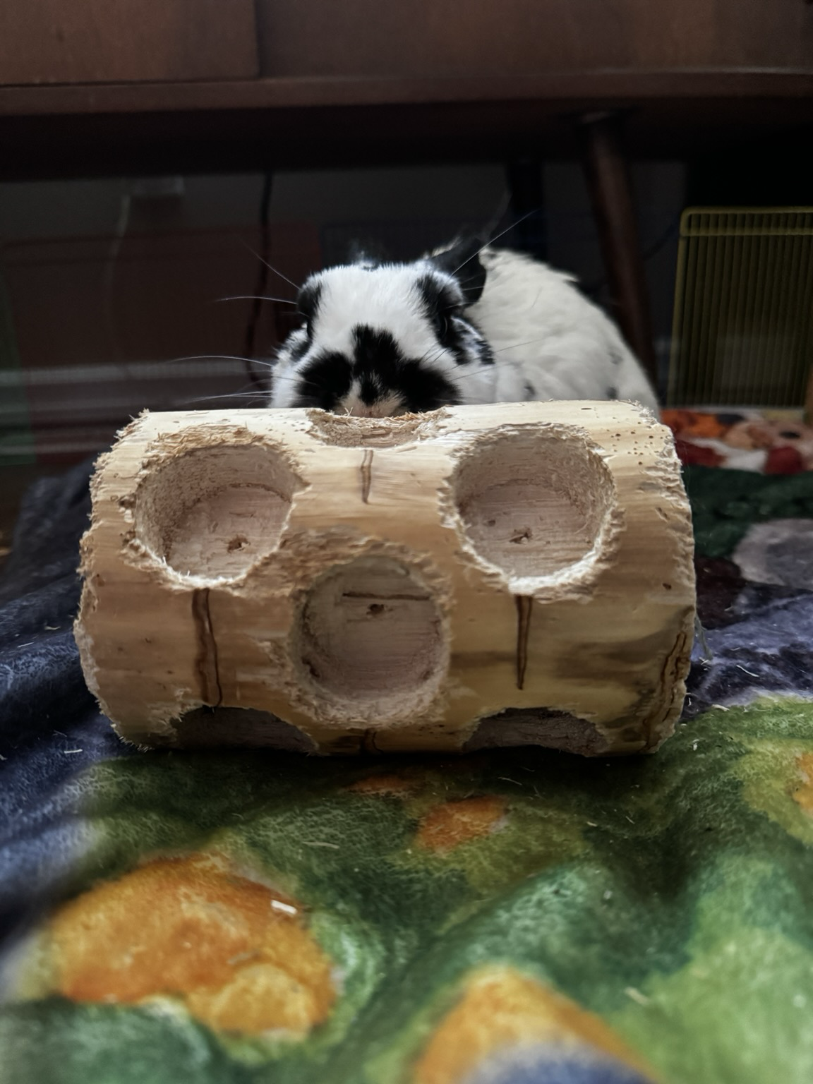 A bunny’s booper and head pokes over the top of a wood chew. She is starting her week out right.