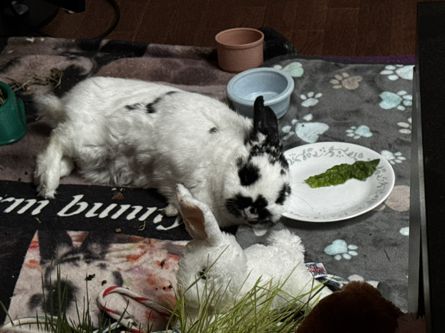 Happy bunny flips with head resting on her salad plate. One little piece of romaine remains.