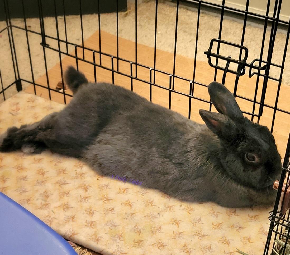 Small grey rabbit stretched out on a fabric covered cooling tile with her back legs extended to one side.