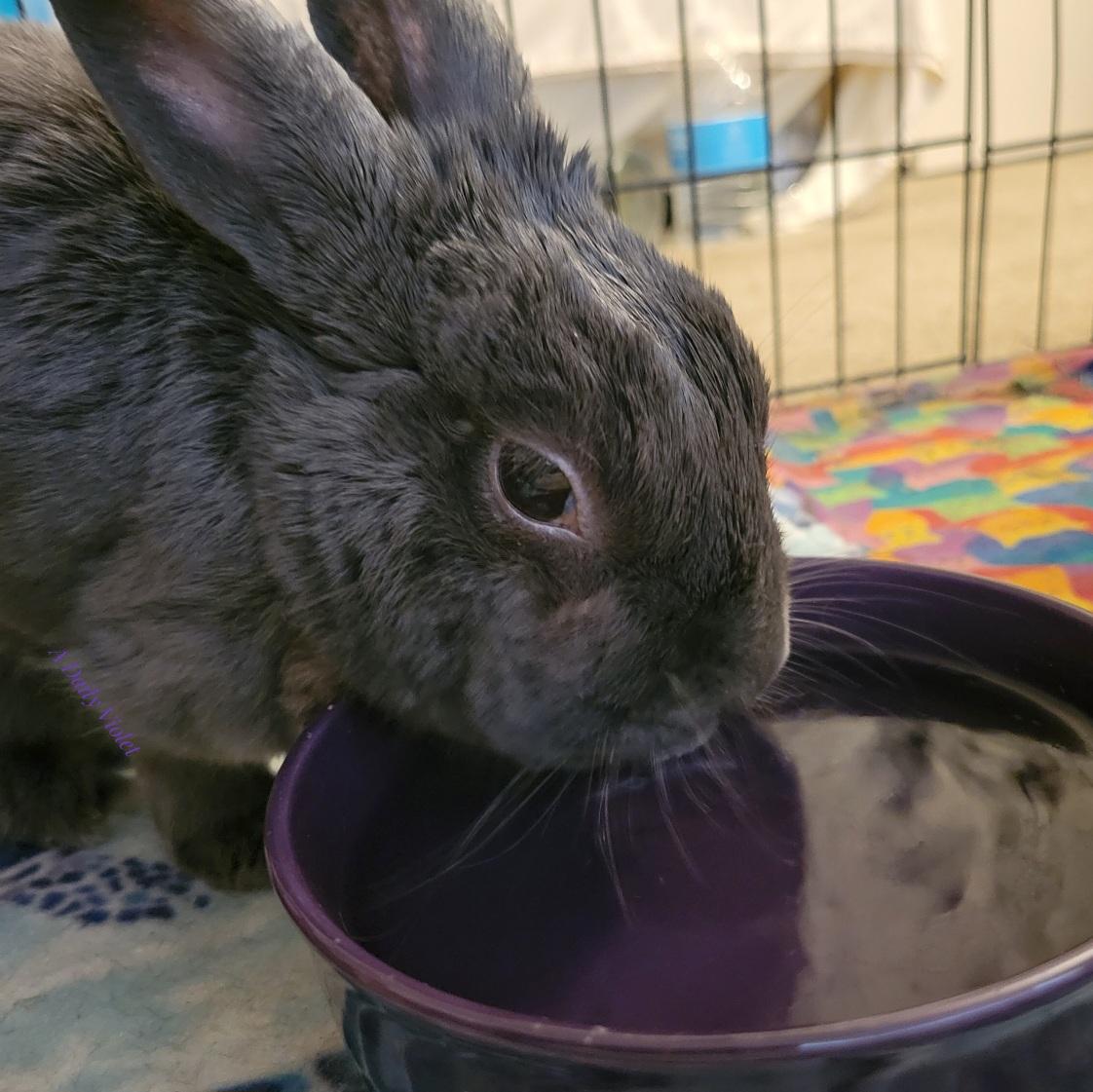 Closeup of a small grey rabbit drinking from a large purple water dish.