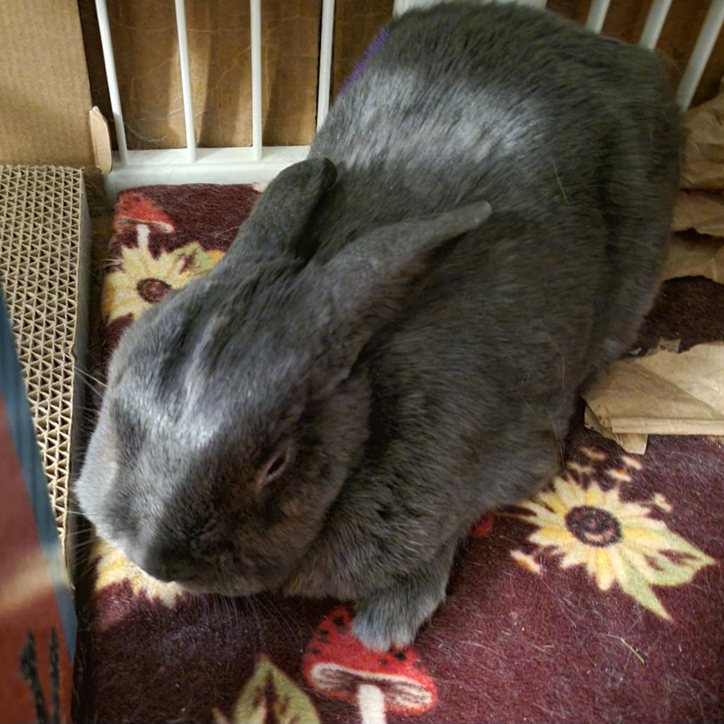 Small grey rabbit in compact loaf pose with one front paw peeking out. She is snoozing in the covered corner of her enclosure.