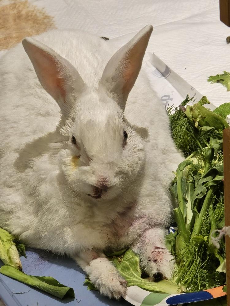 Photo of a large white rabbit. He just finished eating a blackberry and has purple all over his nose, dewlap, and paw.