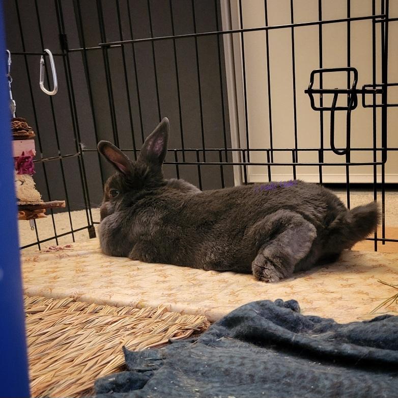 Small grey lying on a fabric-covered cooling tile with one back foot curled off to the side. Her ears are up and she seems alert and focused.