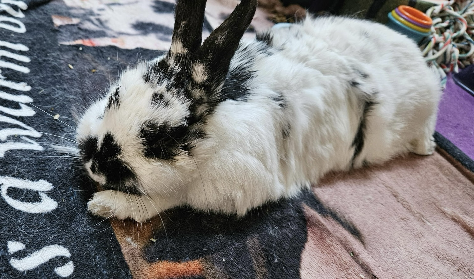 Fluffy bunny rests her chin on her paws. Some small fluffy toes poke out.