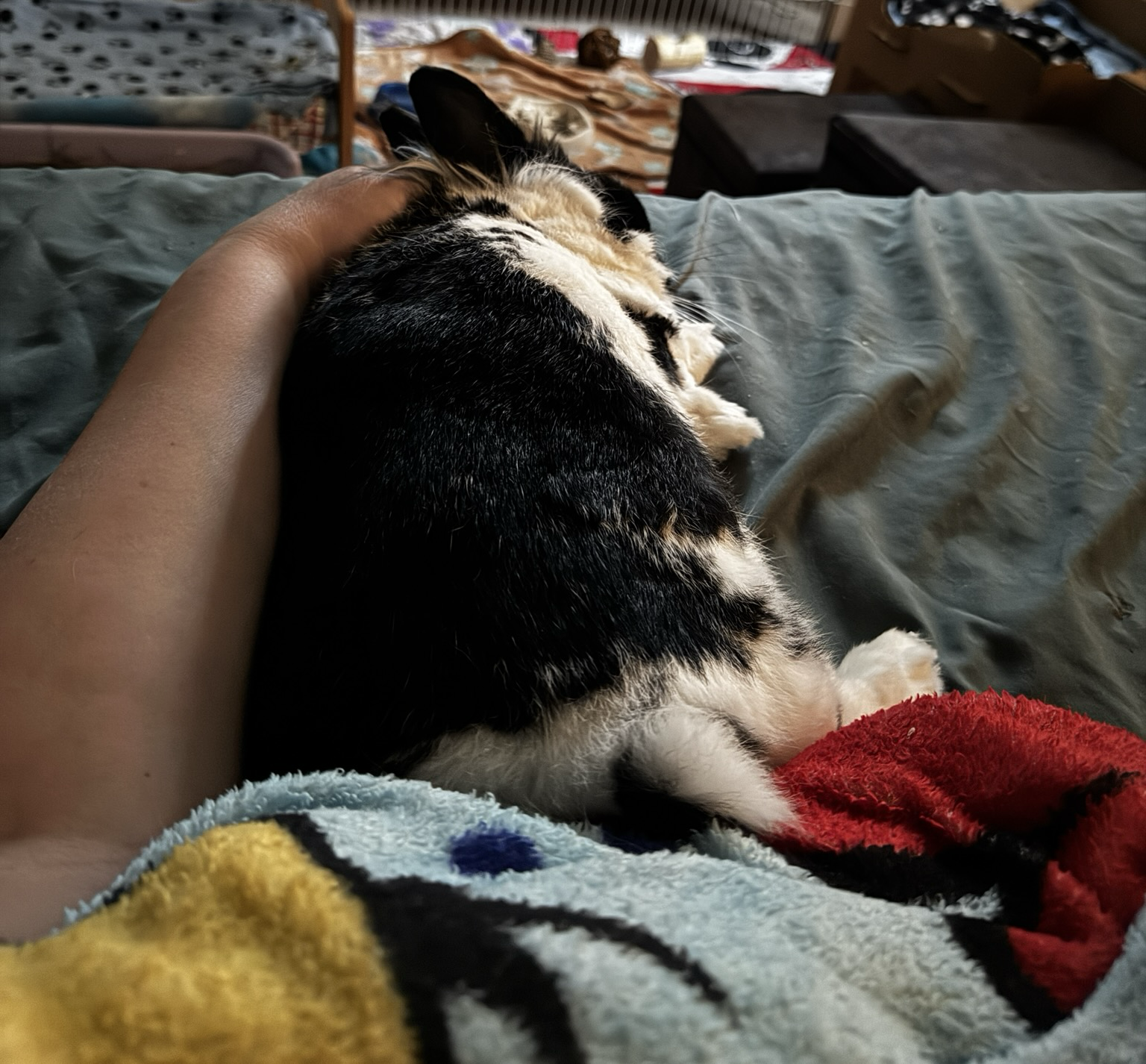 Total cuddle bun is relaxed against BunMum’s arm in bed. BunMum is trapped.