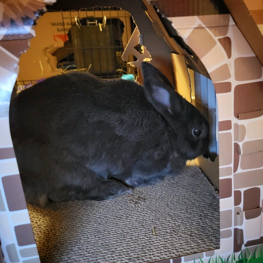 Small grey rabbit in her cardboard cottage, nibbling on the ever expanding window.