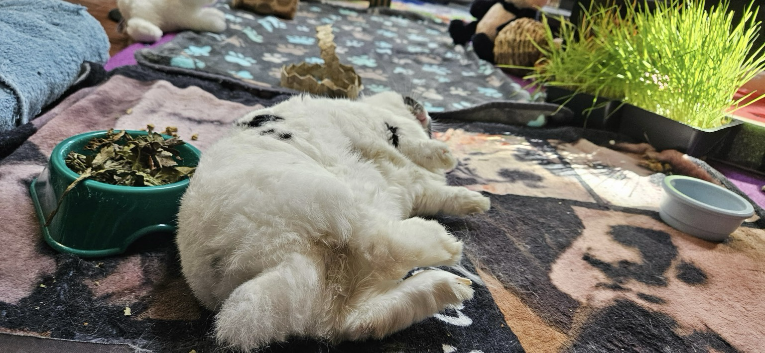 A bunny has tipped over in a blissed out flop. Her tail is straight. Tootsies are curled slightly.
