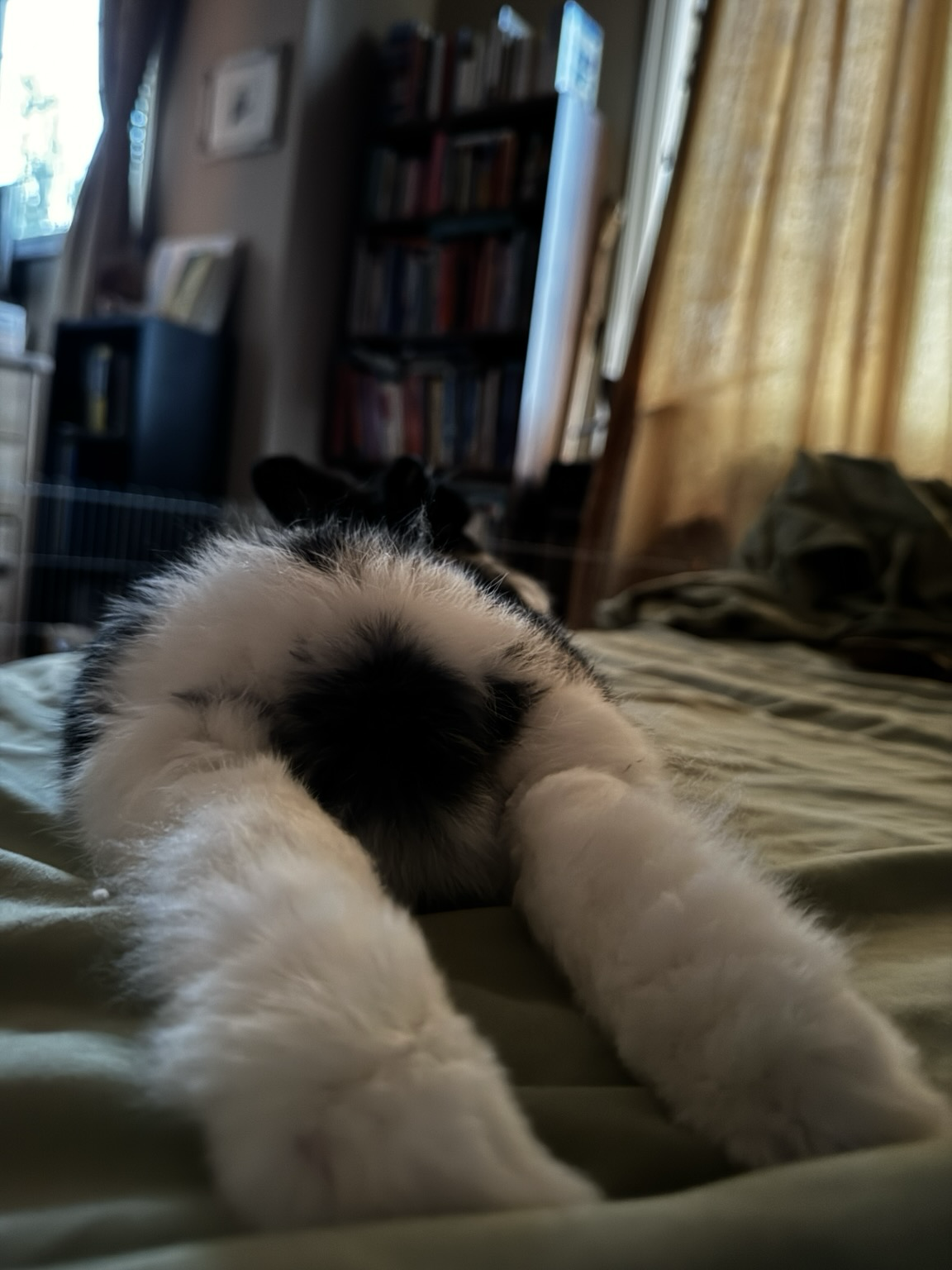 Large floofy bunny bottom with fluffy thumpers and tail faces the camera. Bunny butt looks entirely relaxed in the light of the morning sun.