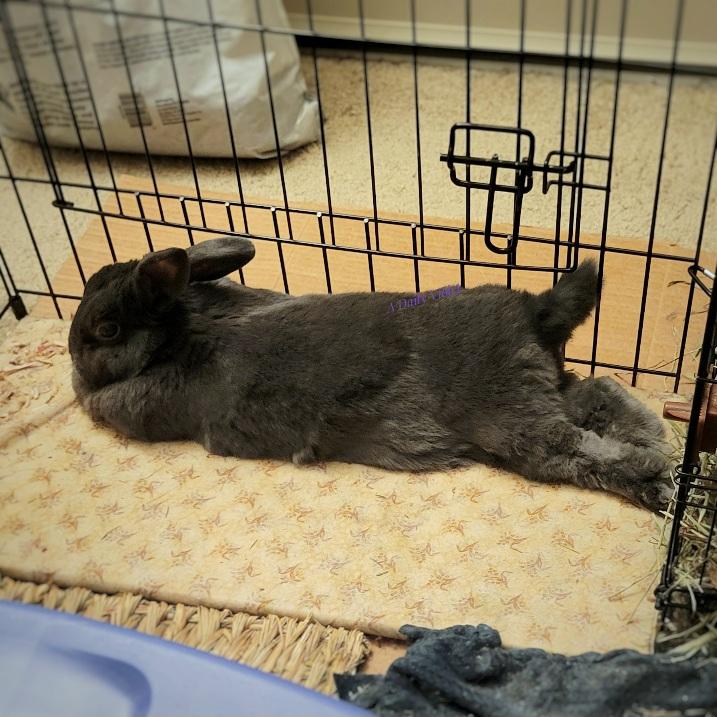 Small grey rabbit stretched out on her fabric-covered tile at the edge of her enclosure.