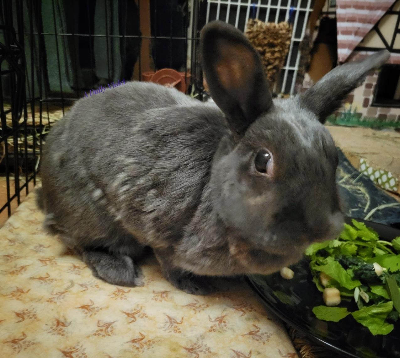 Small grey rabbit looking at the camera with an annoyed expression. She is standing next to her plate of salad and her coat is showing an impressive number of tufts because she is moulting.