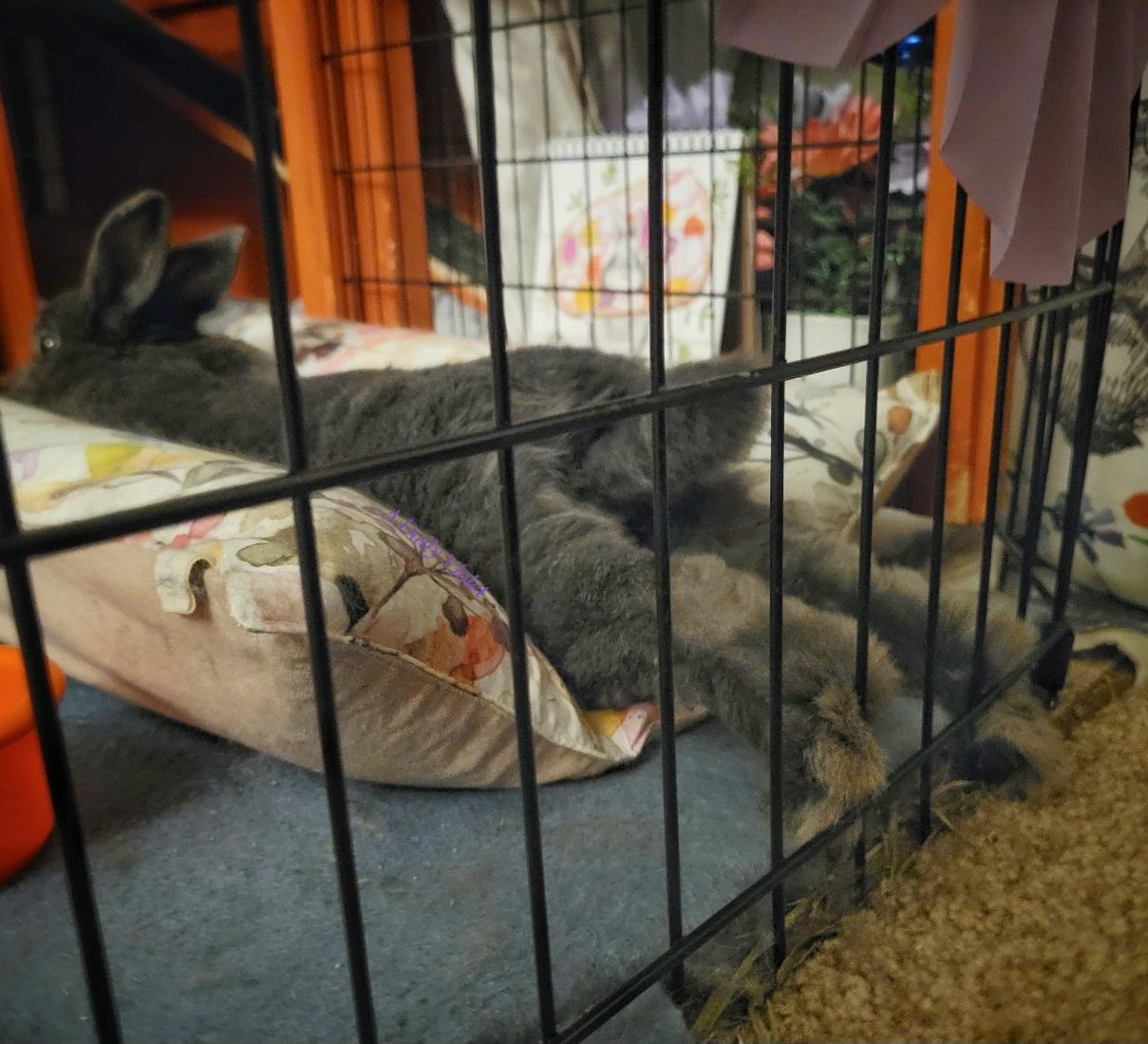 Small grey rabbit stretched out in her cushioned bed with her back legs extended and her toes sticking through her enclosure fence.
