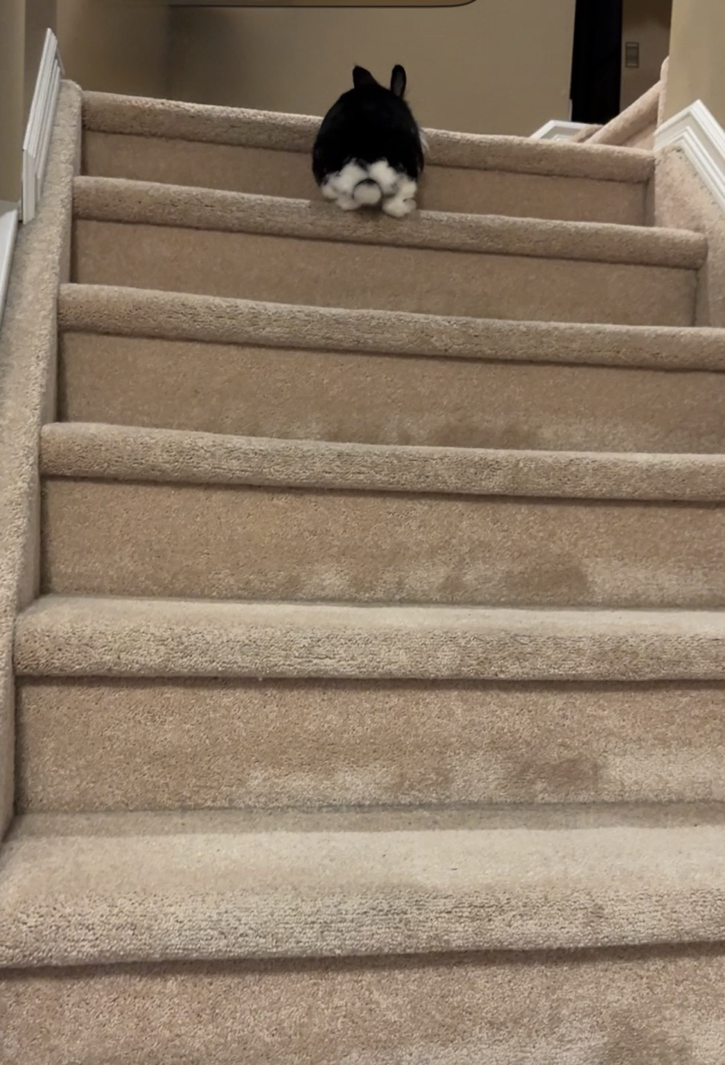 Bunny butt heading upward to bed, at top of stairs