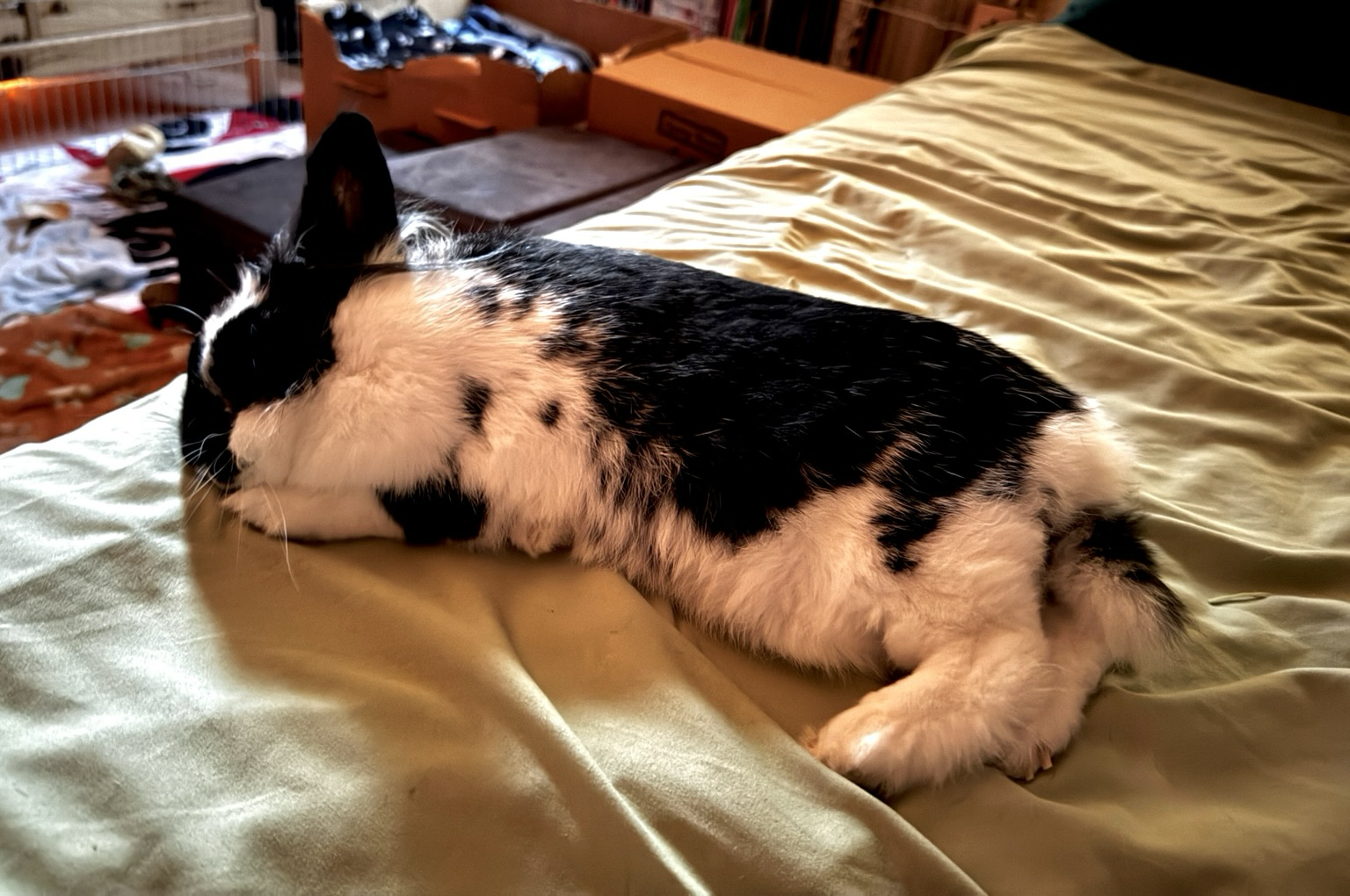 Sleepy fluffy bunny rests on a bed.