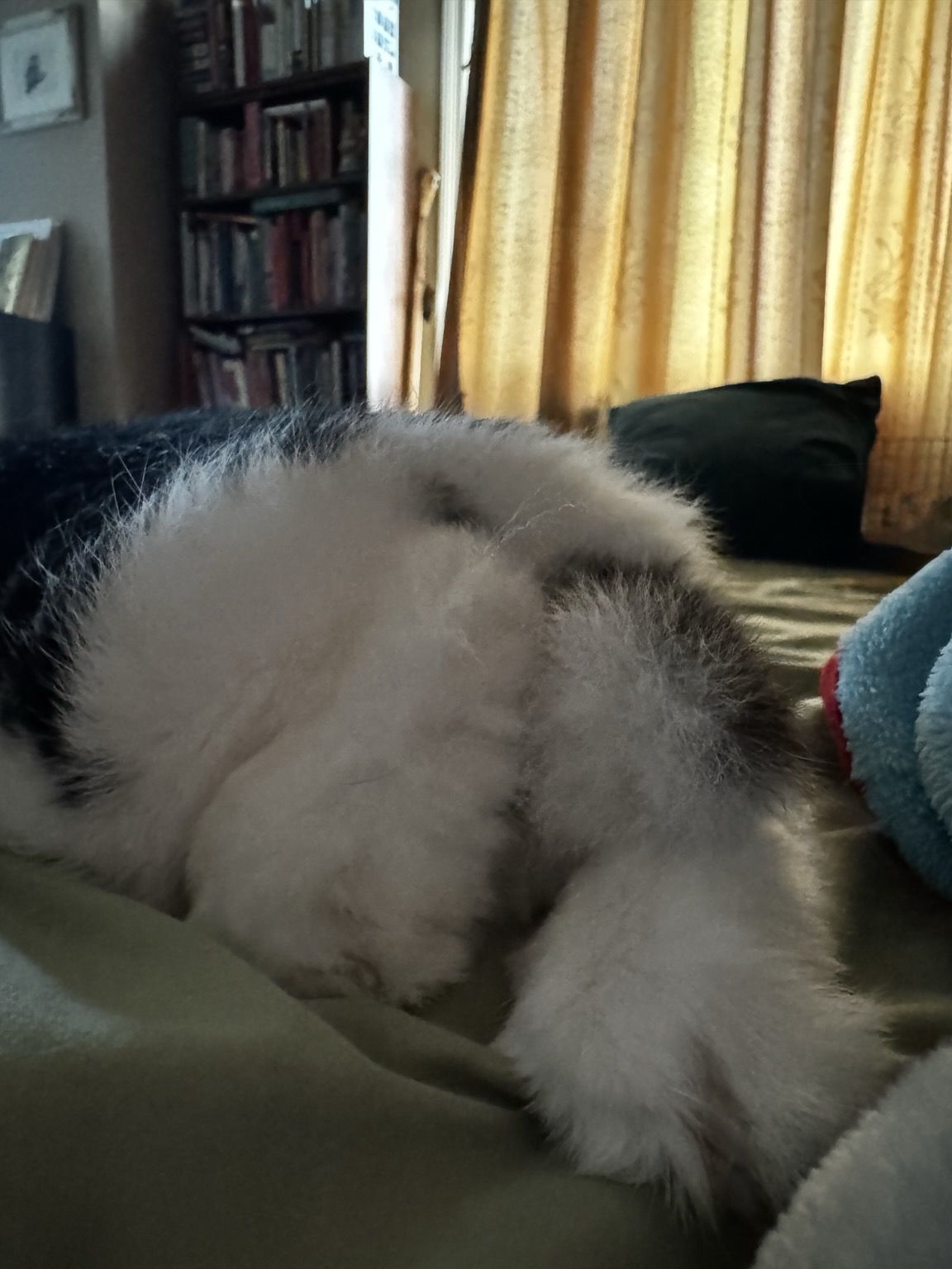 Fluffy curled thumpers and tail (closeup)