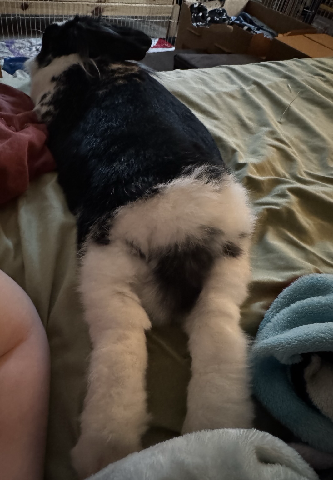 Bunny stretches her thumpers behind her toward BunMum’s face. Body is long and head is facing away from camera. Modesty tail is activated.