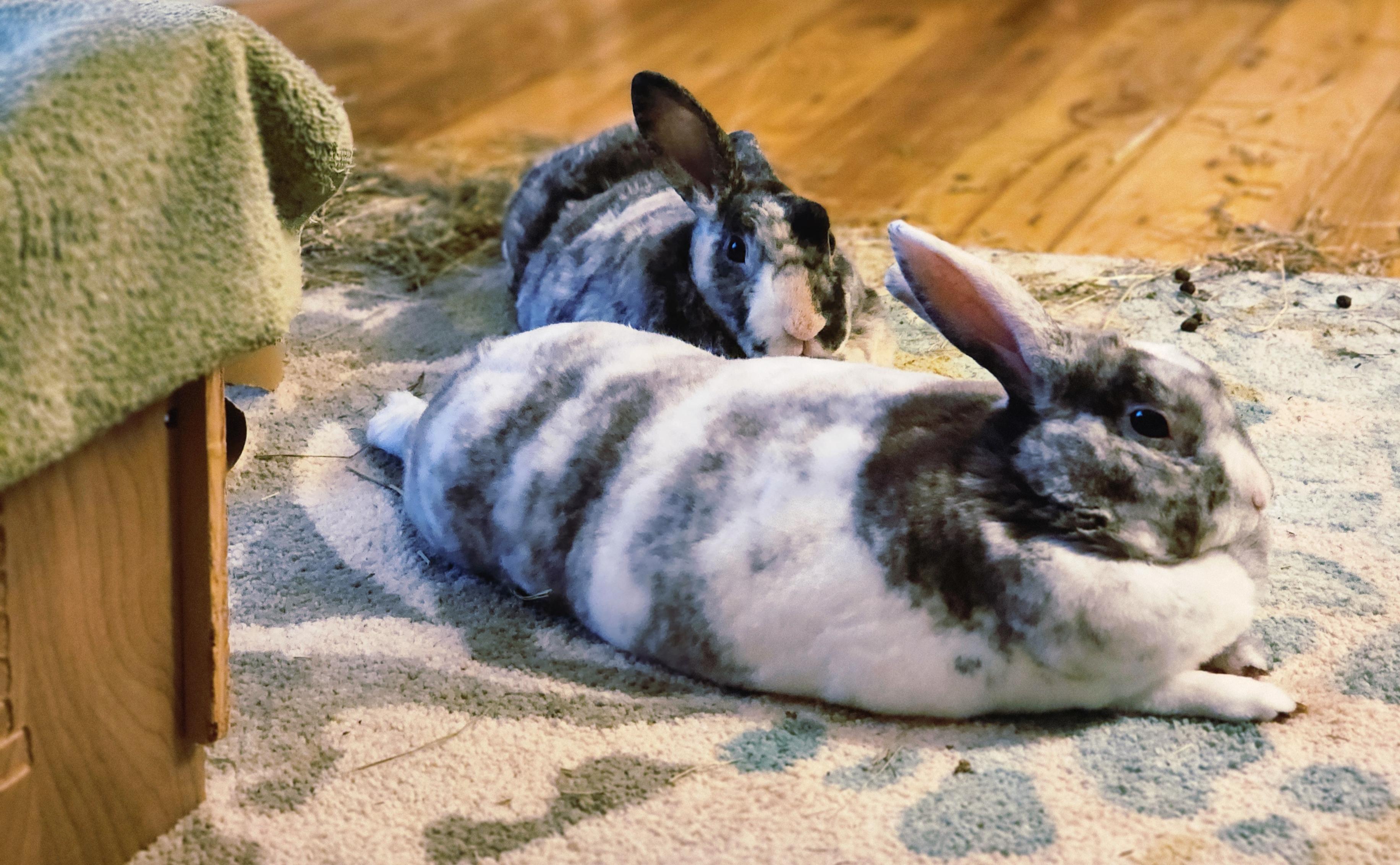 Two houserabbits lounging on an area rug. You'd think they own the place — and you'd be right.