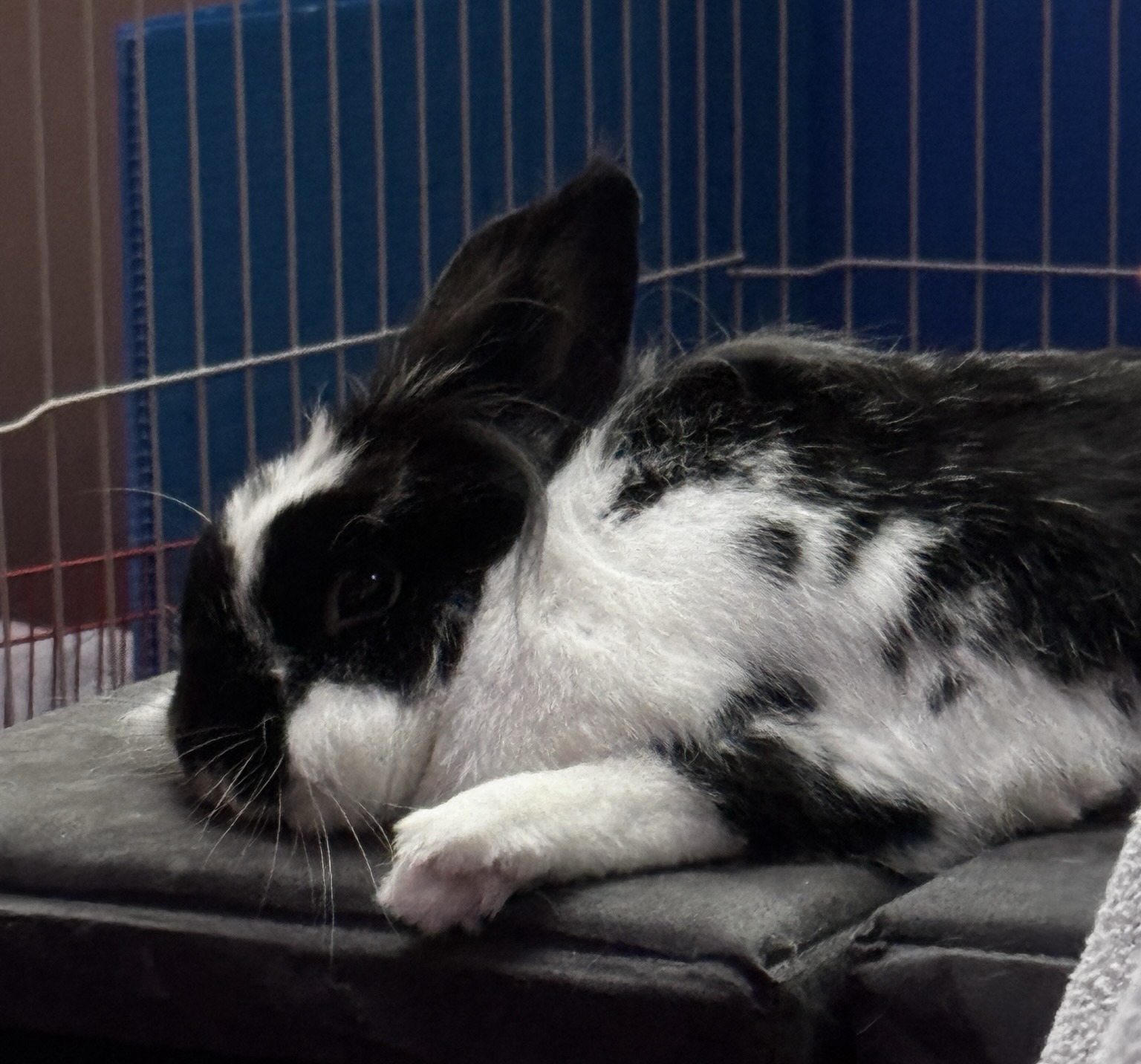 Sleepy lionhead has her left paw by her mouf as she sleepily rests, eyes half closed