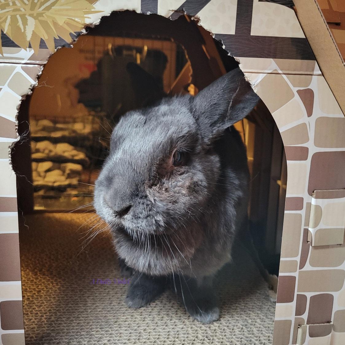 Small grey rabbit standing in the doorway of her cardboard cottage, wearing a winsome expression (and random tufts of fur on her shoulders).