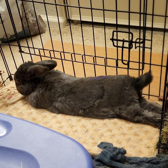 Scruffy small grey rabbit stretched out on her fabric covered cooling tile with her back legs extended straight out behind her.