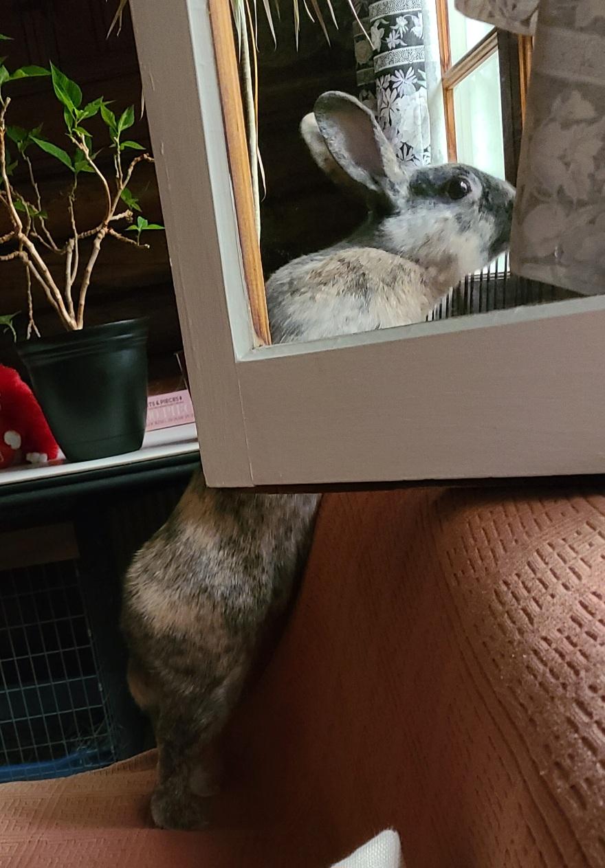 A light-orange and black house rabbit stretches up against the back of a faded-rust couch to peer out a window. Between him and the camera is the half-open panel of another window.