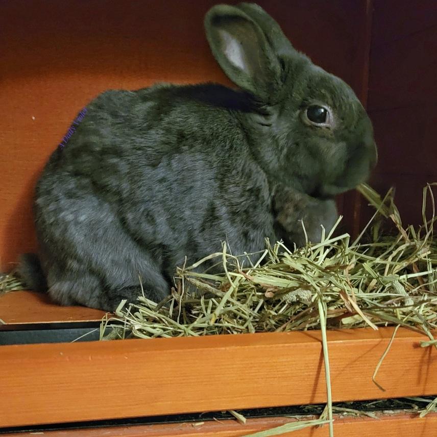 Small grey rabbit sitting in her open hutch, busily nibbling on hay and giving the camera some side-eye.